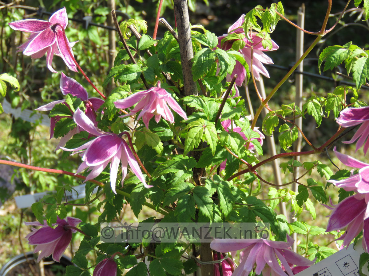 Clematis macropetala Markham's Pink.JPG